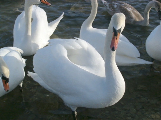 345905 (a): :1200x900